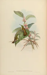 Thaumatias offenseus = Amazilia brevirostris pionopectus
